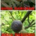 无花果树苗无花果