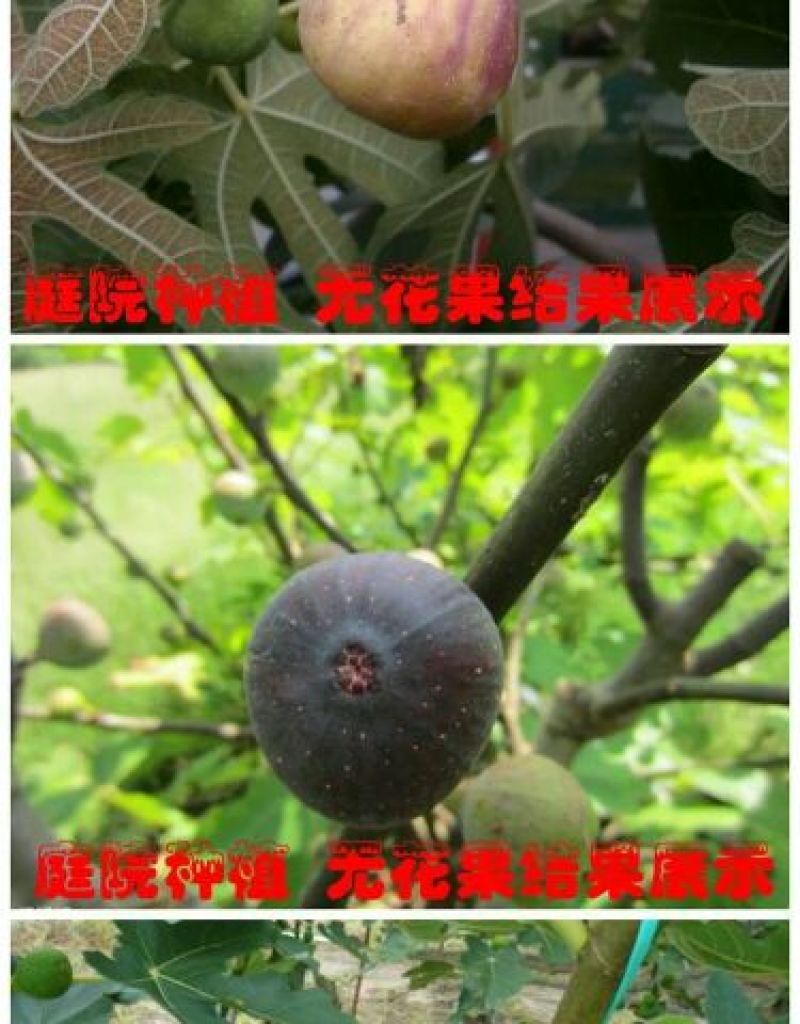 无花果树苗无花果