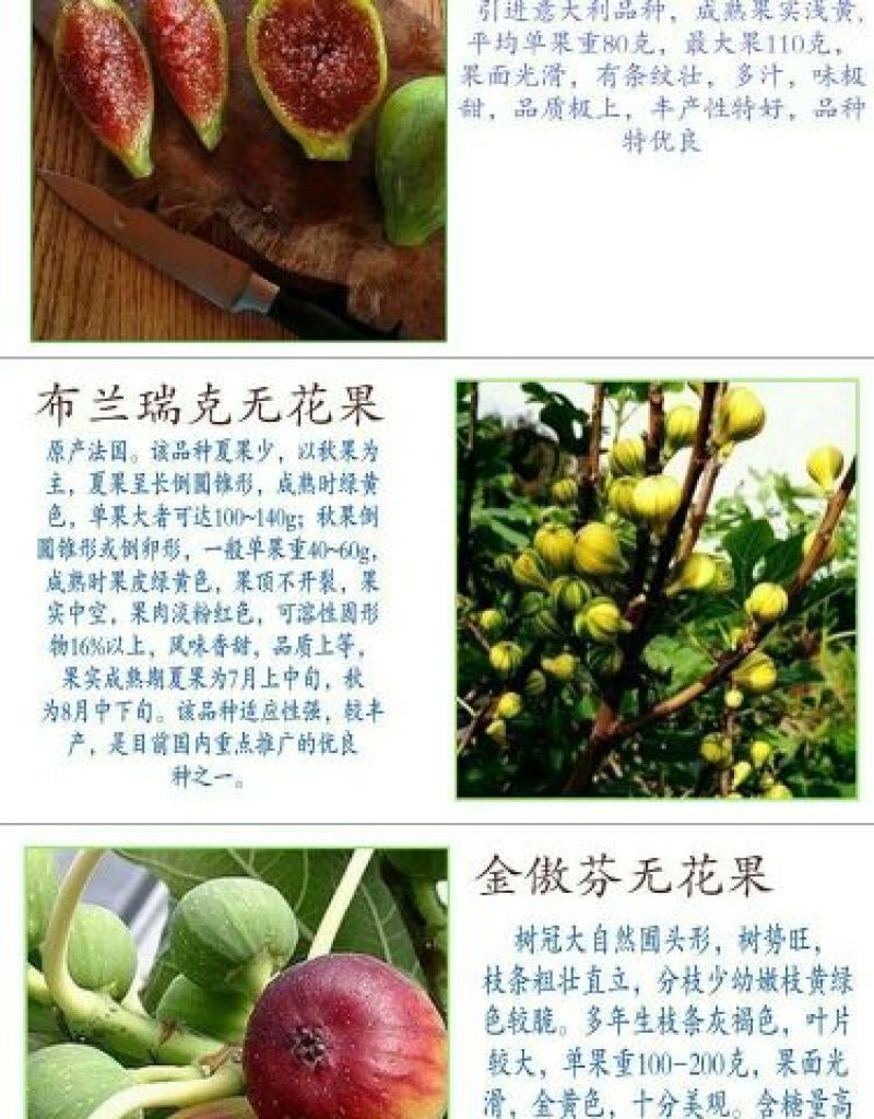无花果树苗无花果