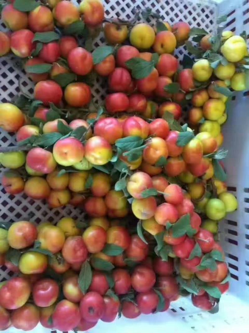 钙果苗