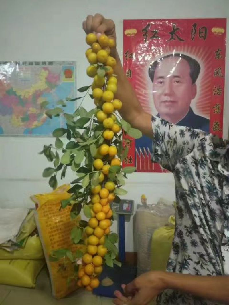 钙果苗
