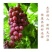 红提葡萄5%以下1.5~2斤
