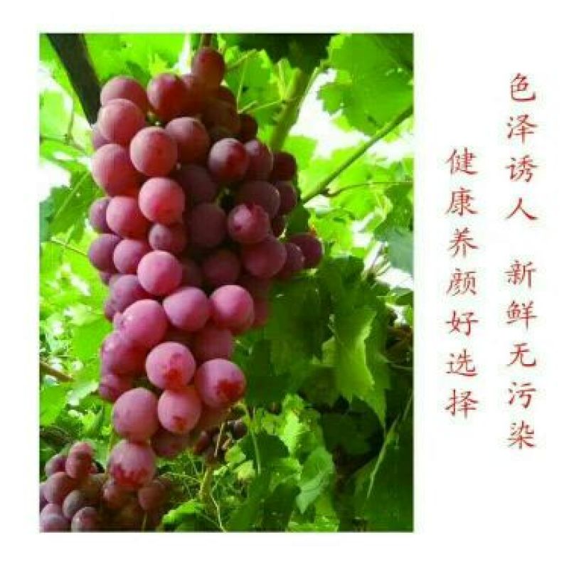 红提葡萄5%以下1.5~2斤