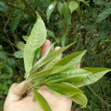 普洱茶二级