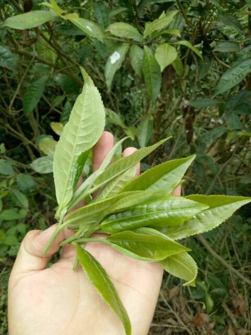 普洱茶二级