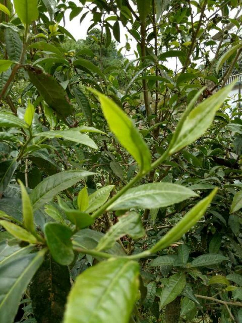 普洱茶二级
