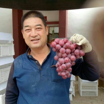 红提葡萄5%以下1.5~2斤