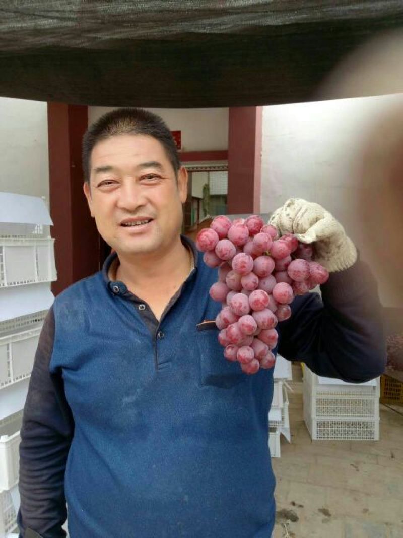 红提葡萄5%以下1.5~2斤