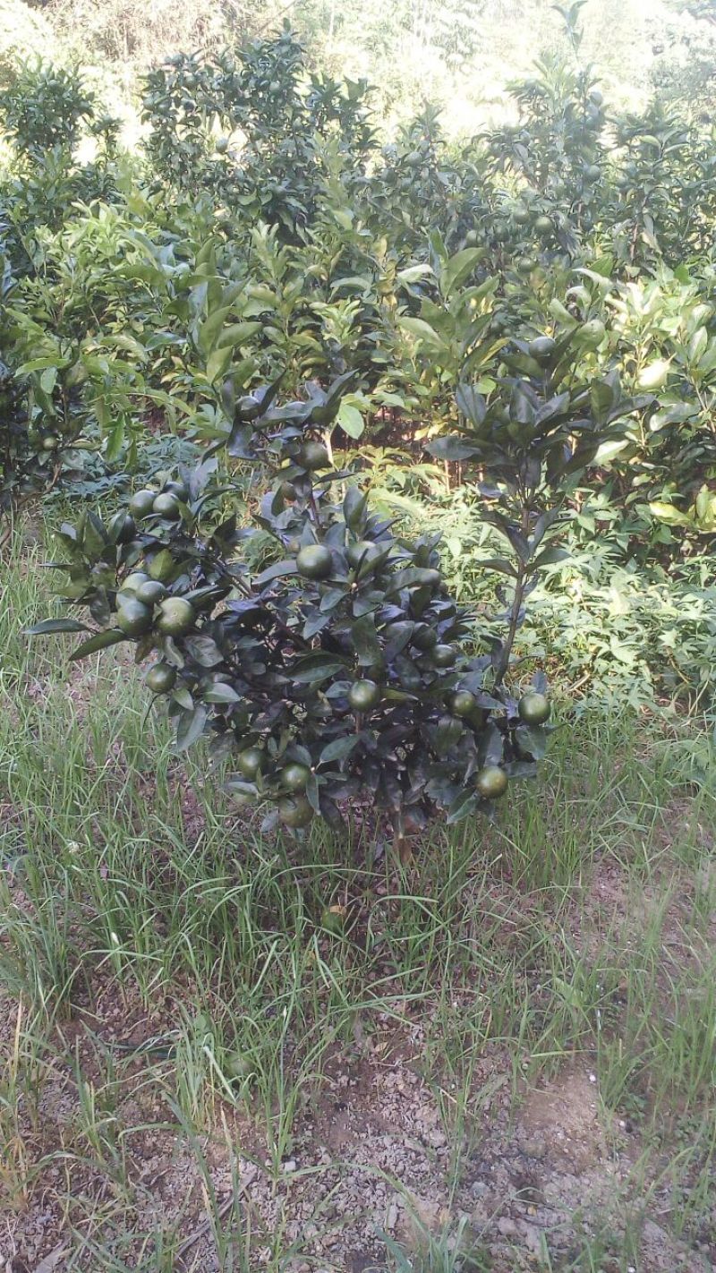 沃柑苗晚熟沃柑果子春节前后成熟