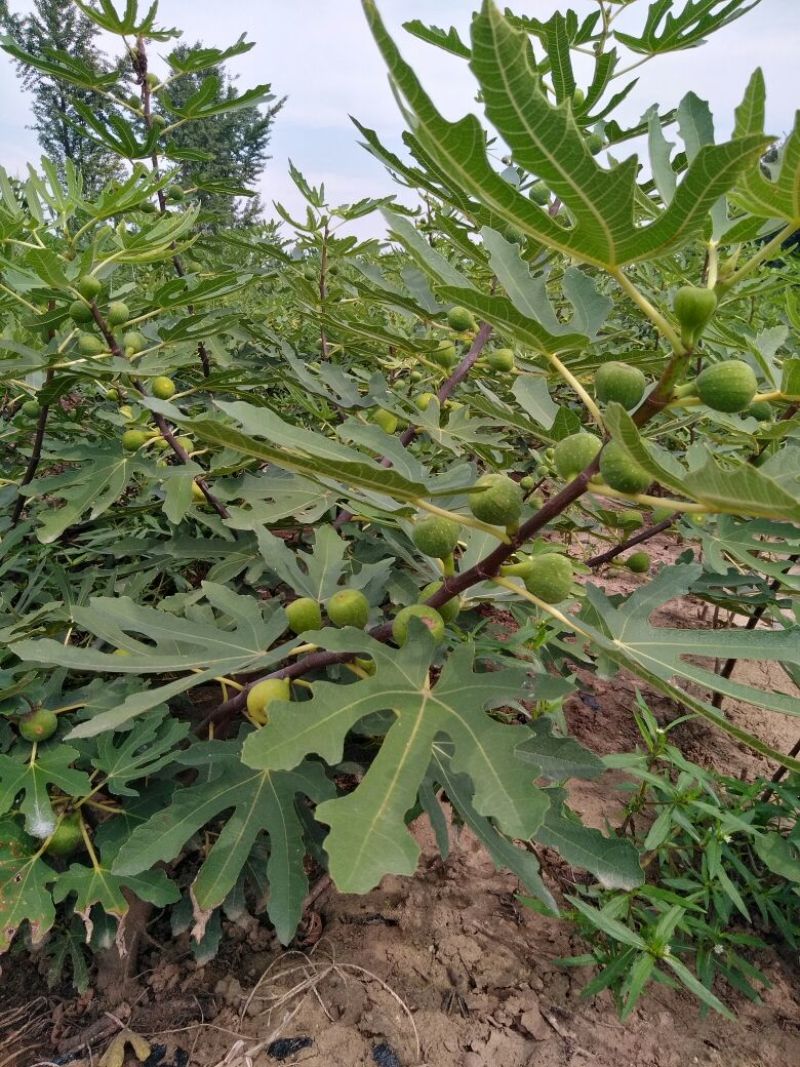 无花果苗50cm以上包邮