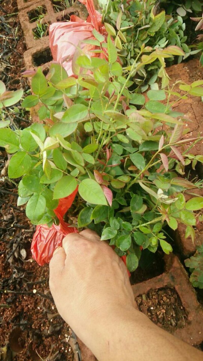 月季苗10~20cm