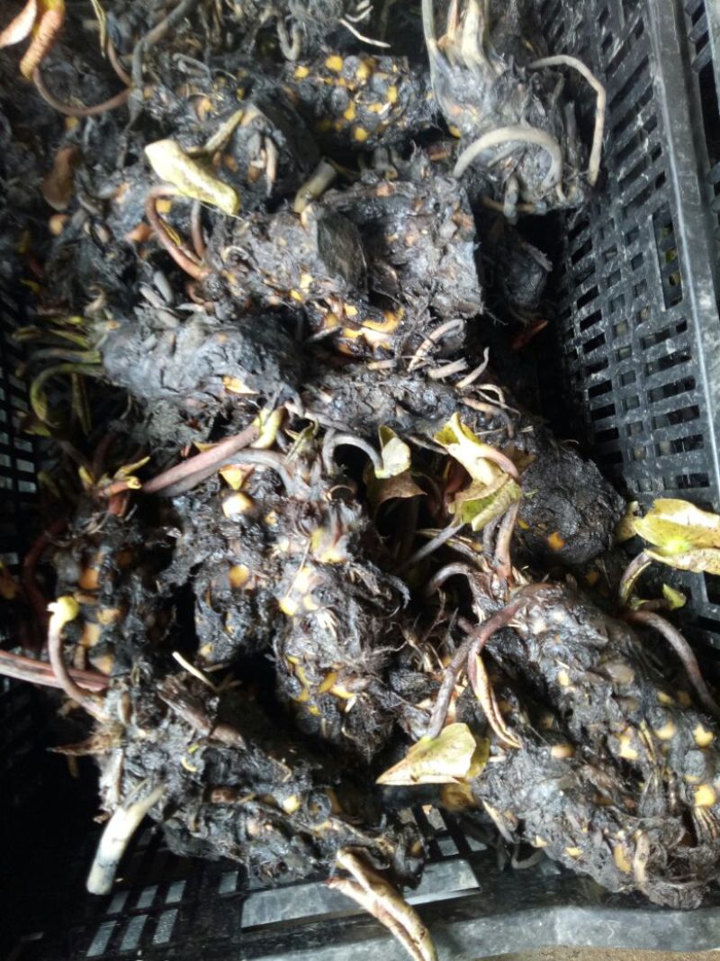 睡莲种苗穴盘苗10cm以下