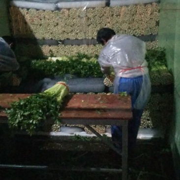 毛芹55cm以上