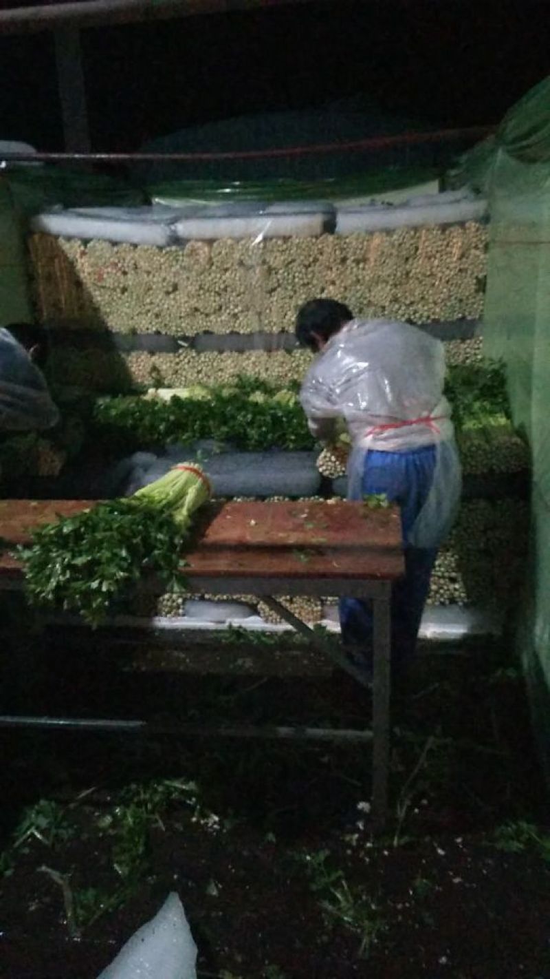 毛芹55cm以上