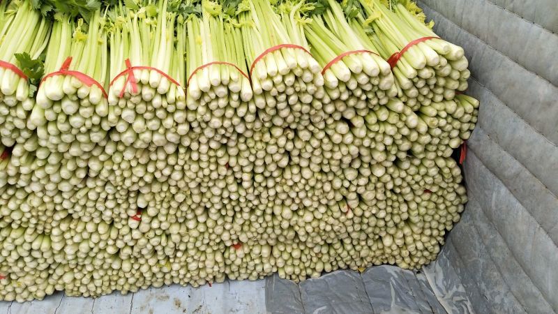 毛芹55cm以上