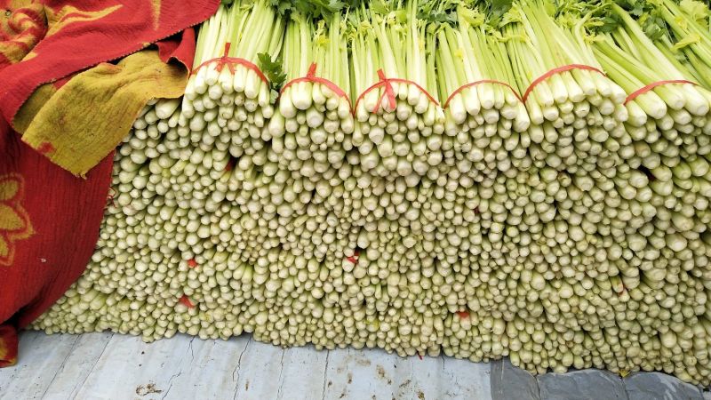 毛芹55cm以上