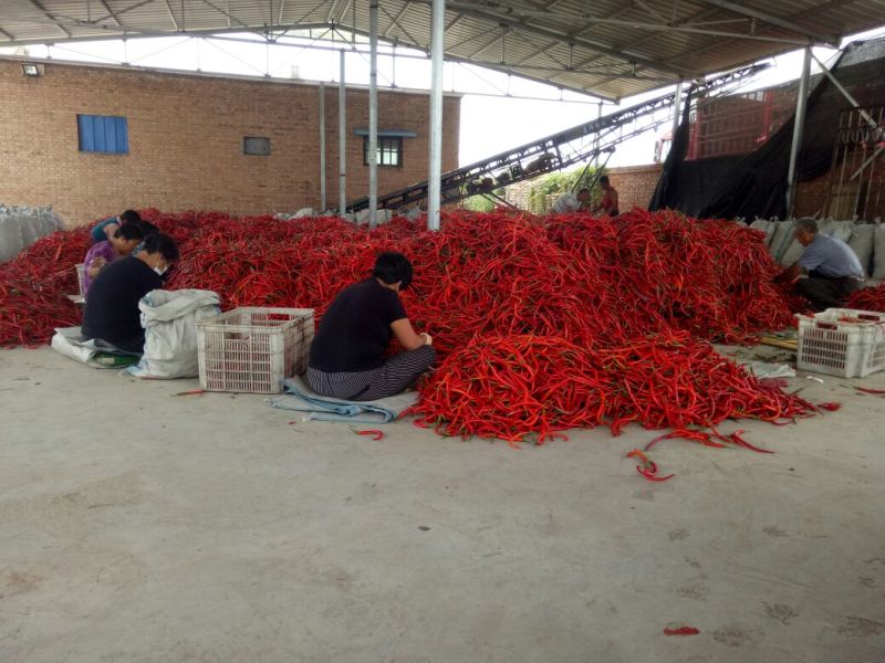线椒15~20厘米中辣红