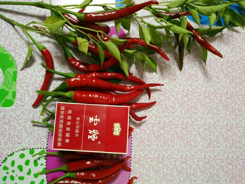 线椒15~20厘米中辣红