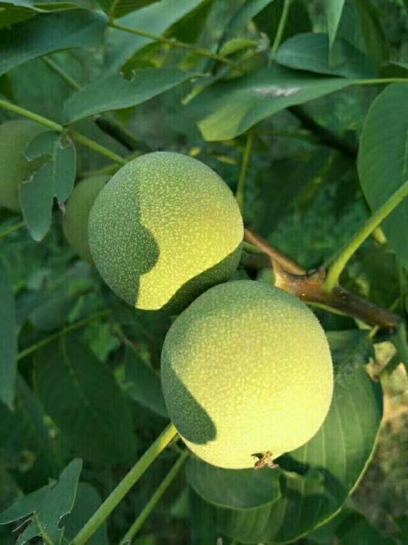 核桃去皮湿
