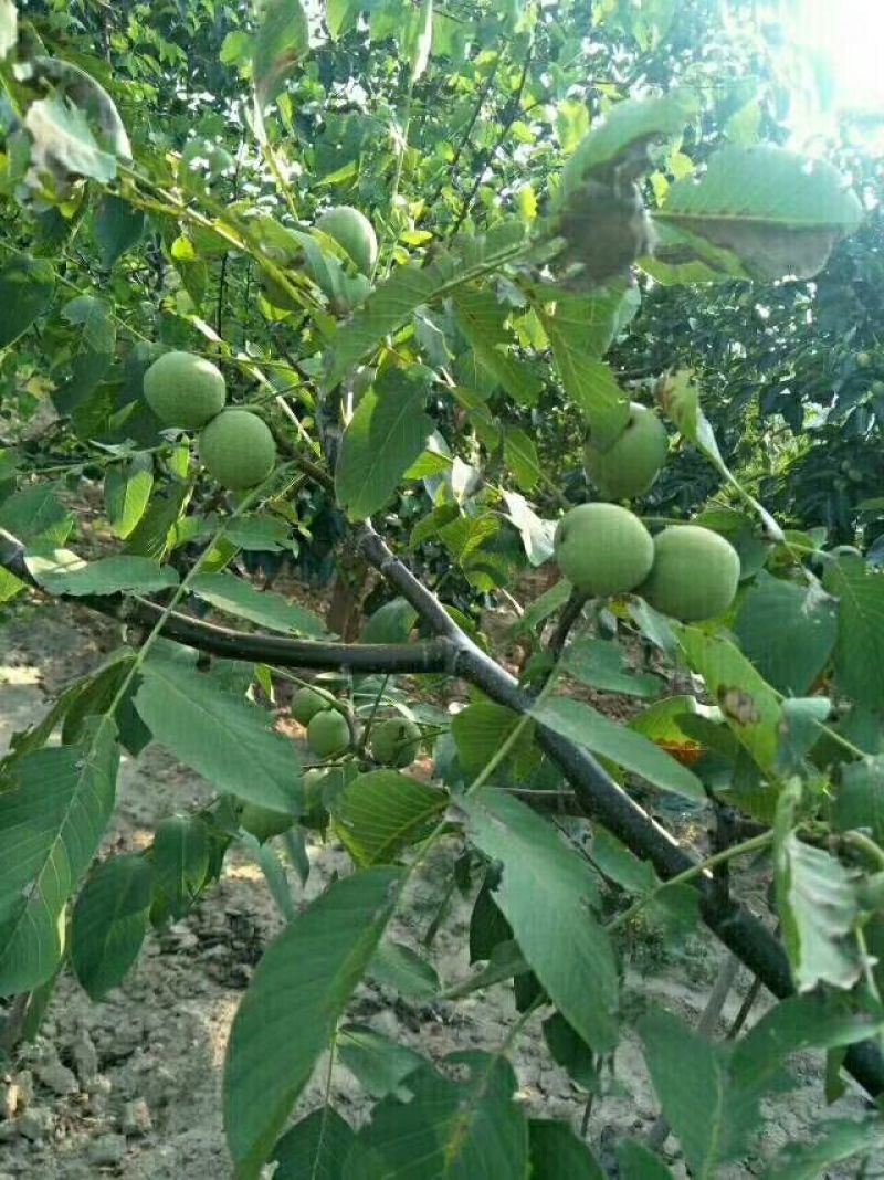 核桃去皮湿
