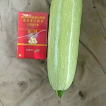绿皮西葫芦0.6斤以上