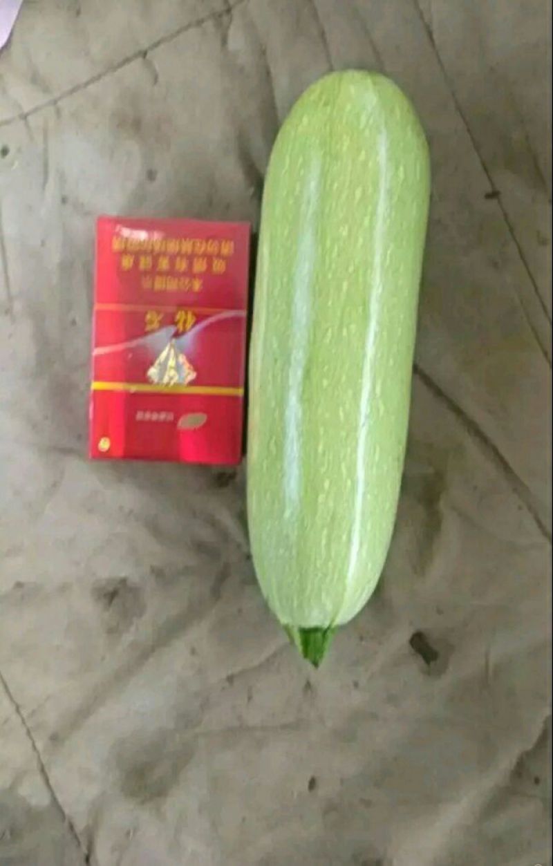 绿皮西葫芦0.6斤以上