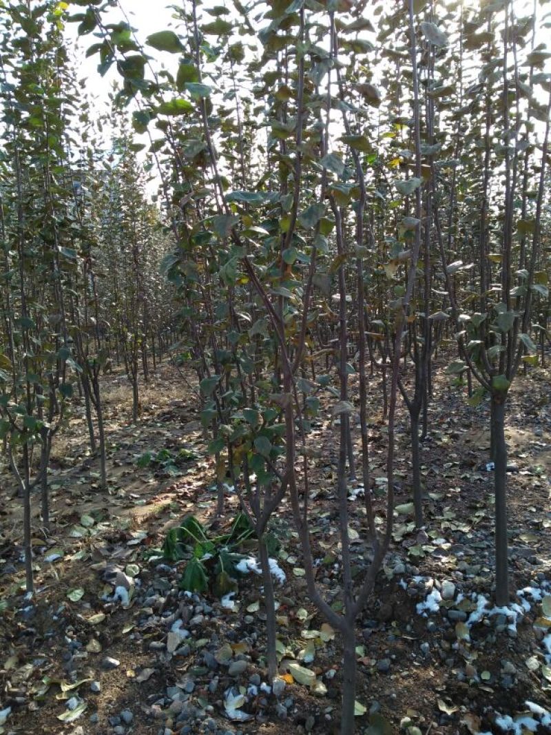 苹果树苗80cm以上