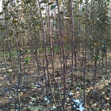 苹果树苗80cm以上