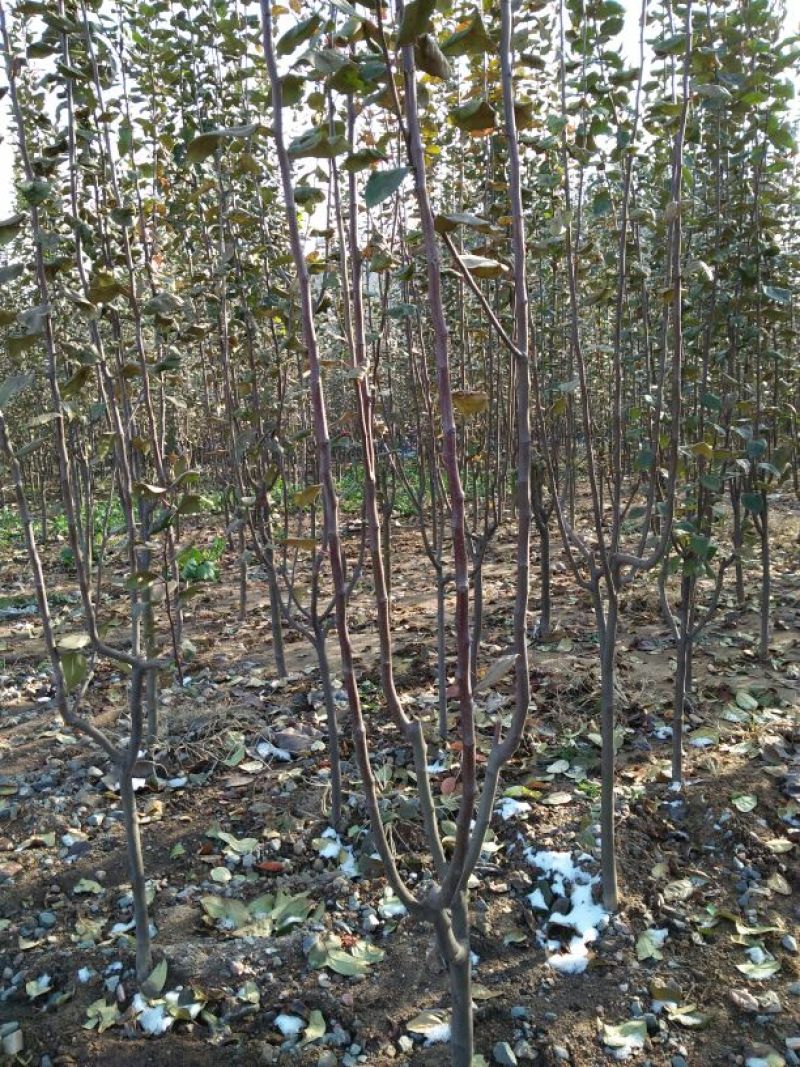 苹果树苗80cm以上