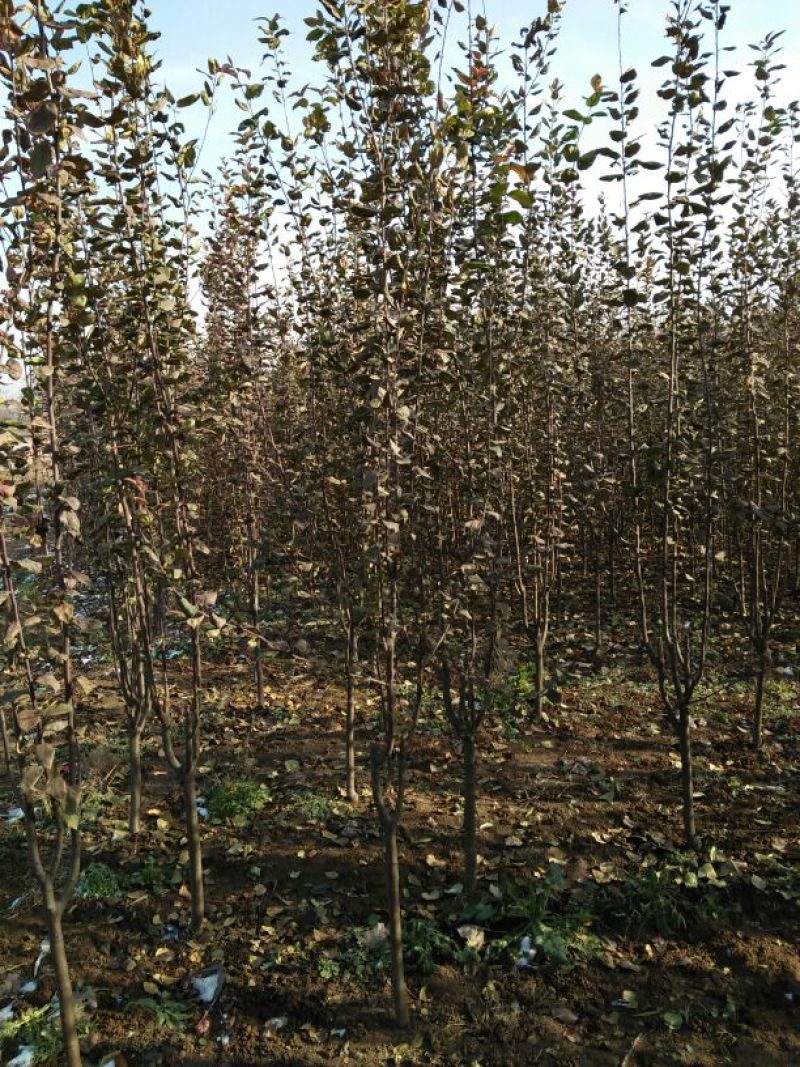 苹果树苗80cm以上