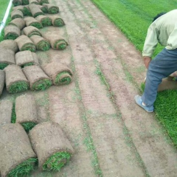 草坪草