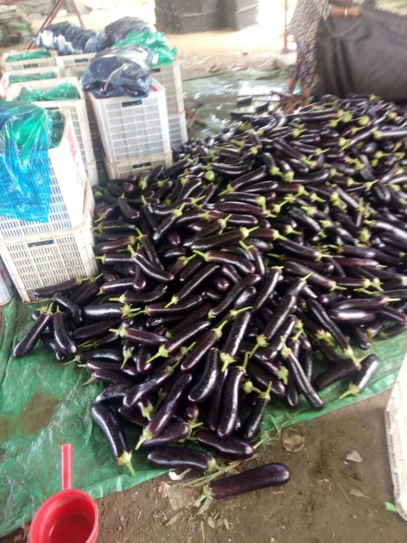 布利塔长茄4两以上产地直供