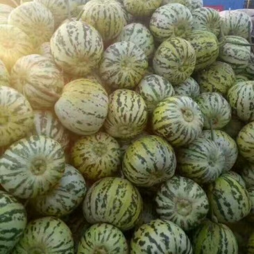 花蕾甜瓜1斤以上精品