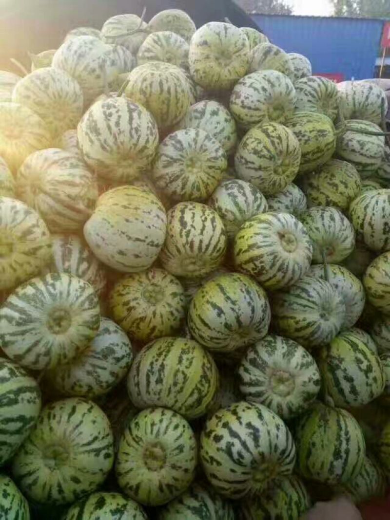 花蕾甜瓜1斤以上精品