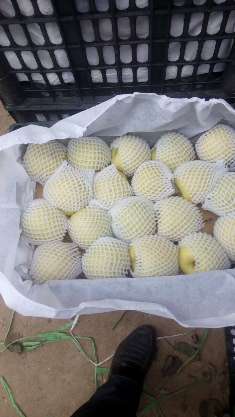 贡梨纸袋300~350g