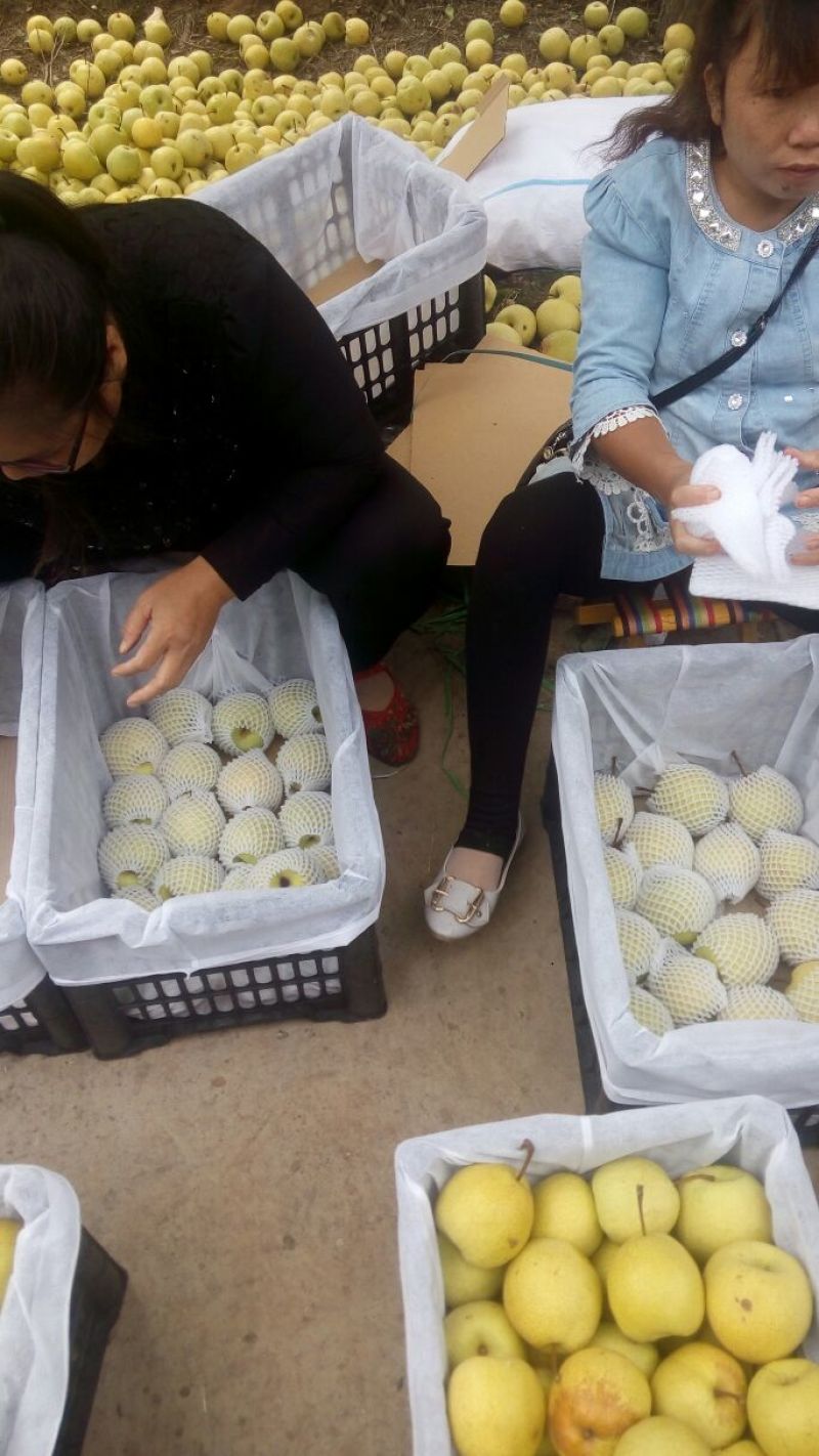 贡梨纸袋300~350g