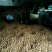 核桃种子90%以上
