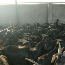 黑山羊80~110斤/头