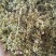 川白芷种子90%以上