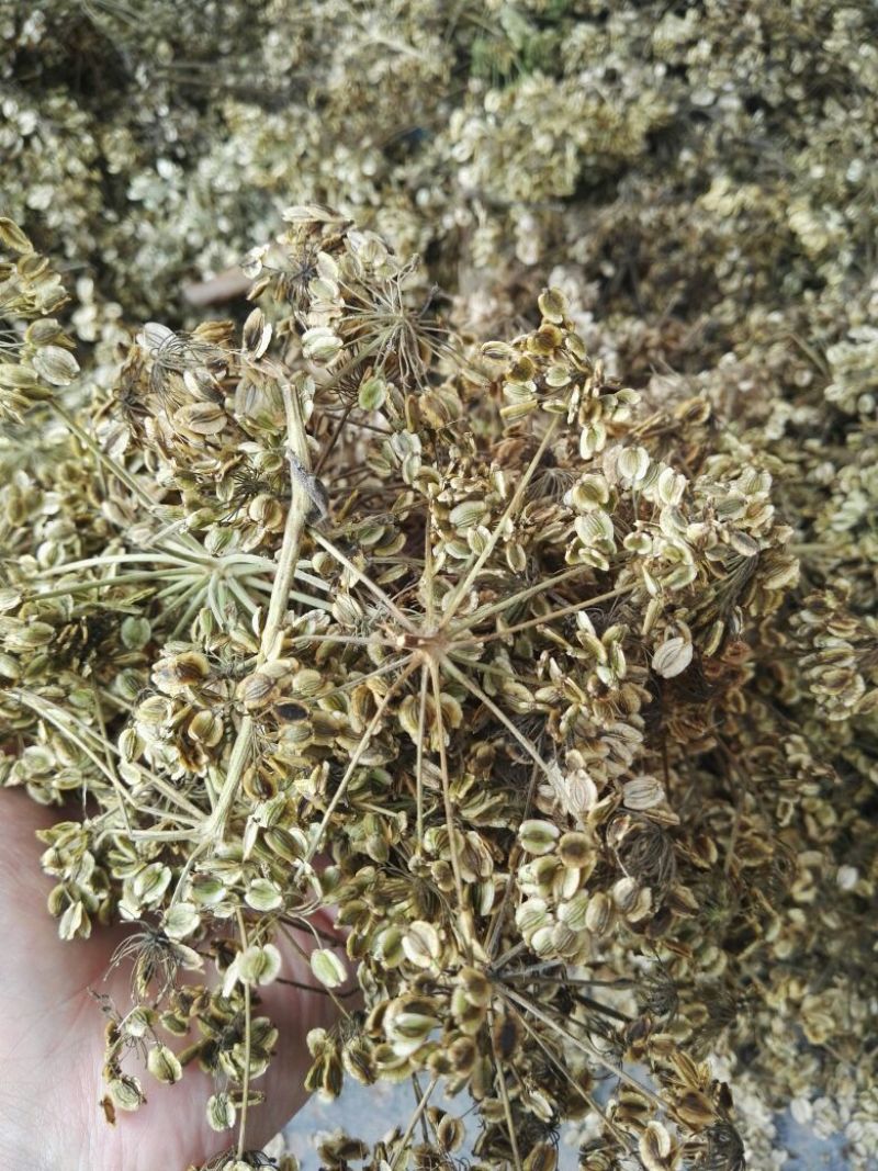 川白芷种子90%以上