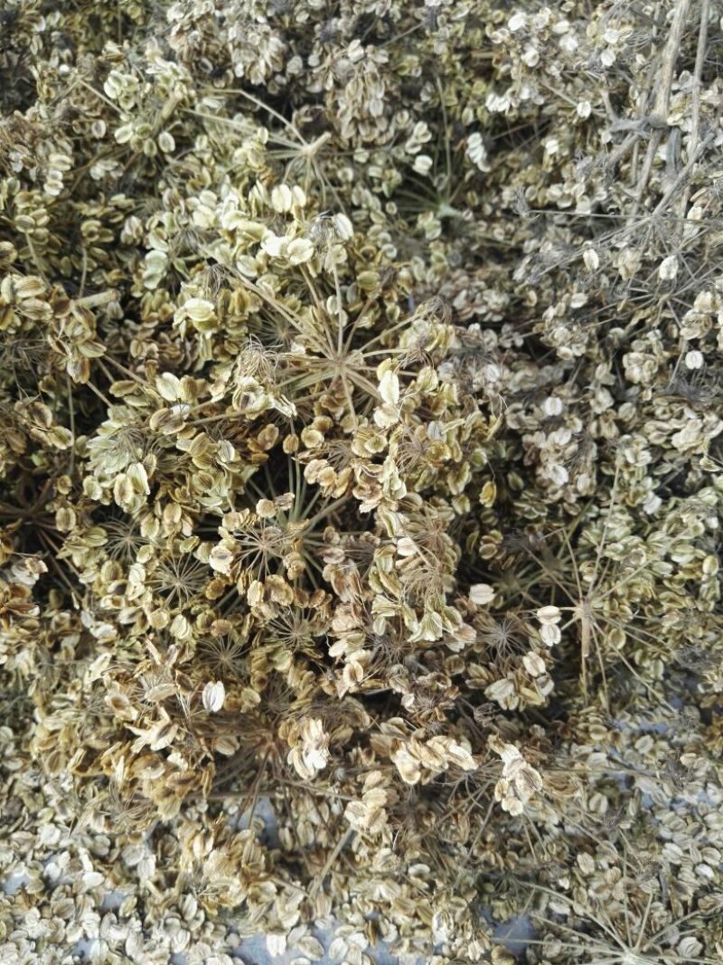 川白芷种子90%以上