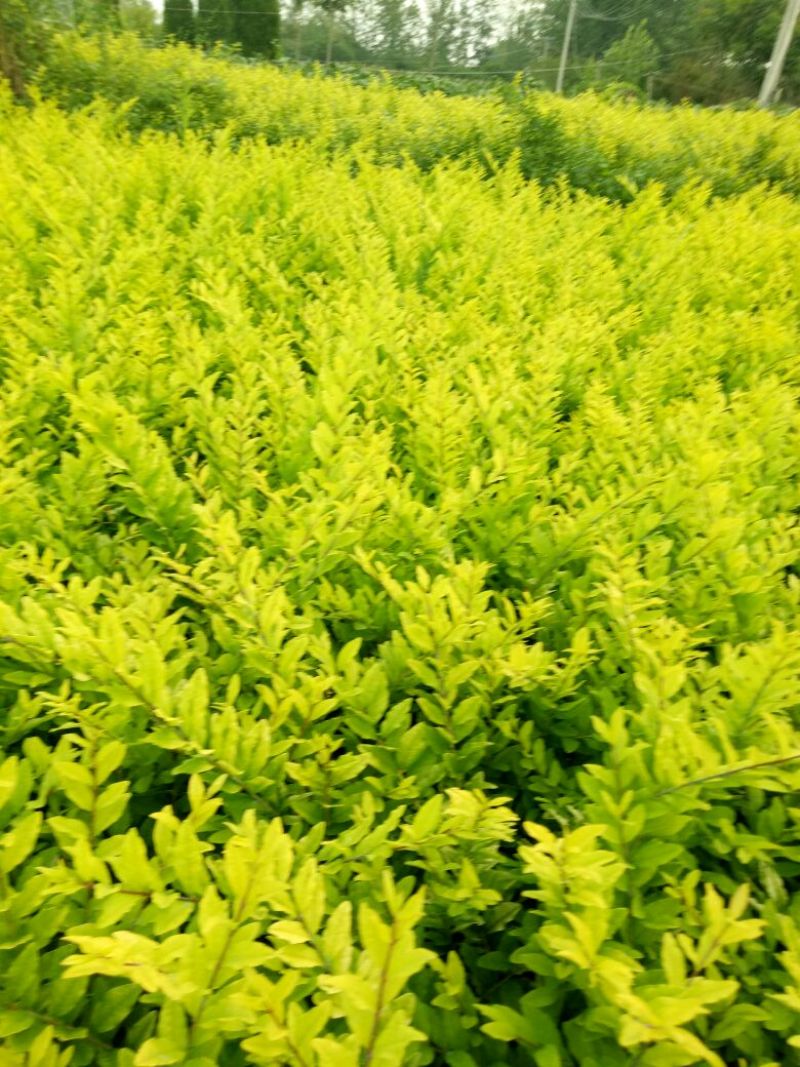 水蜡金叶水腊，工程用苗
