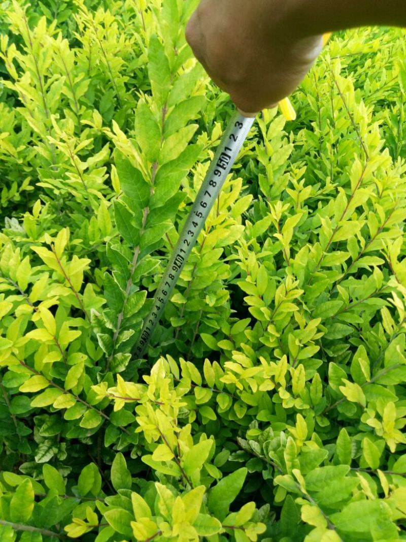 水蜡金叶水腊，工程用苗