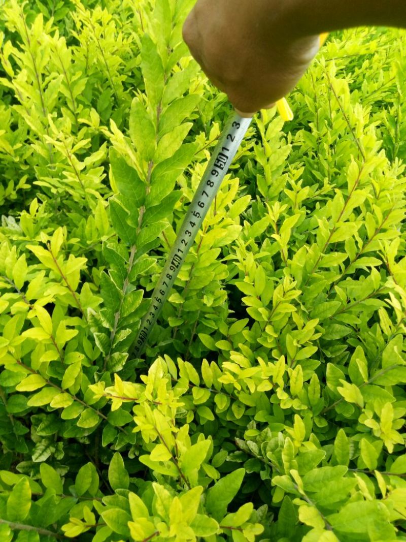 水蜡金叶水腊，工程用苗
