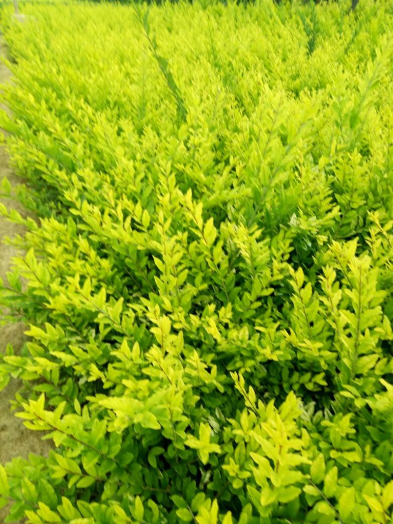 水蜡金叶水腊，工程用苗