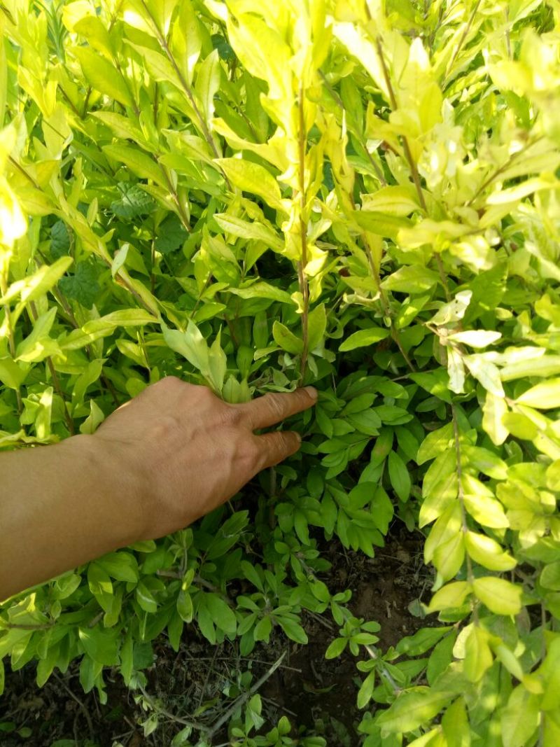 水蜡金叶水腊，工程用苗