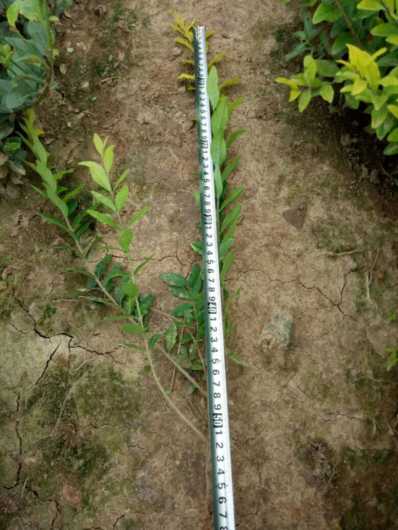 水蜡金叶水腊，工程用苗
