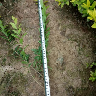 水蜡金叶水腊，工程用苗