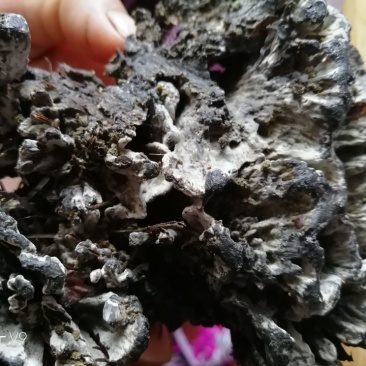 干巴菌一级