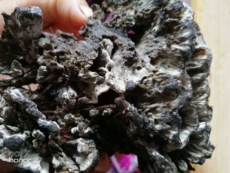 干巴菌一级
